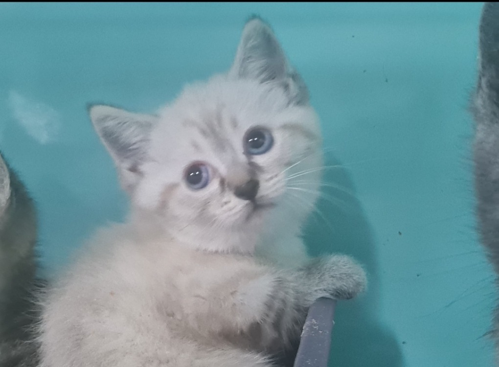 BELLATRIX