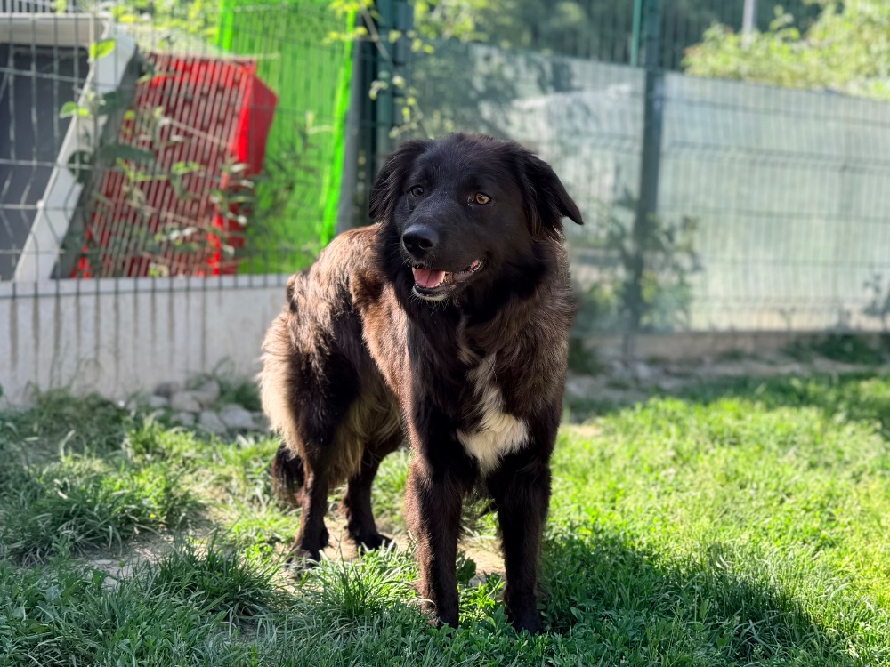 LEXIE (en cours d’adoption)