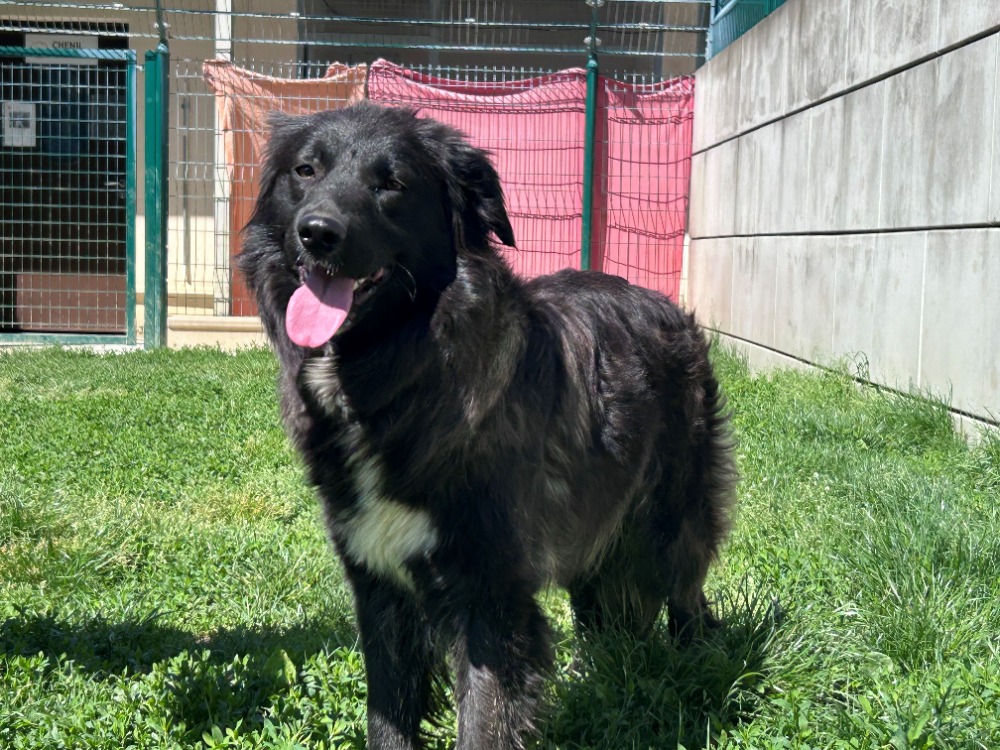 LEXIE (en cours d’adoption)