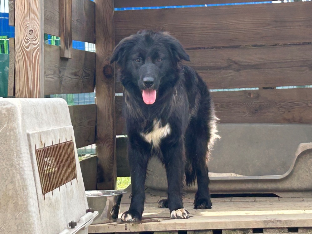 LEXIE (en cours d’adoption)
