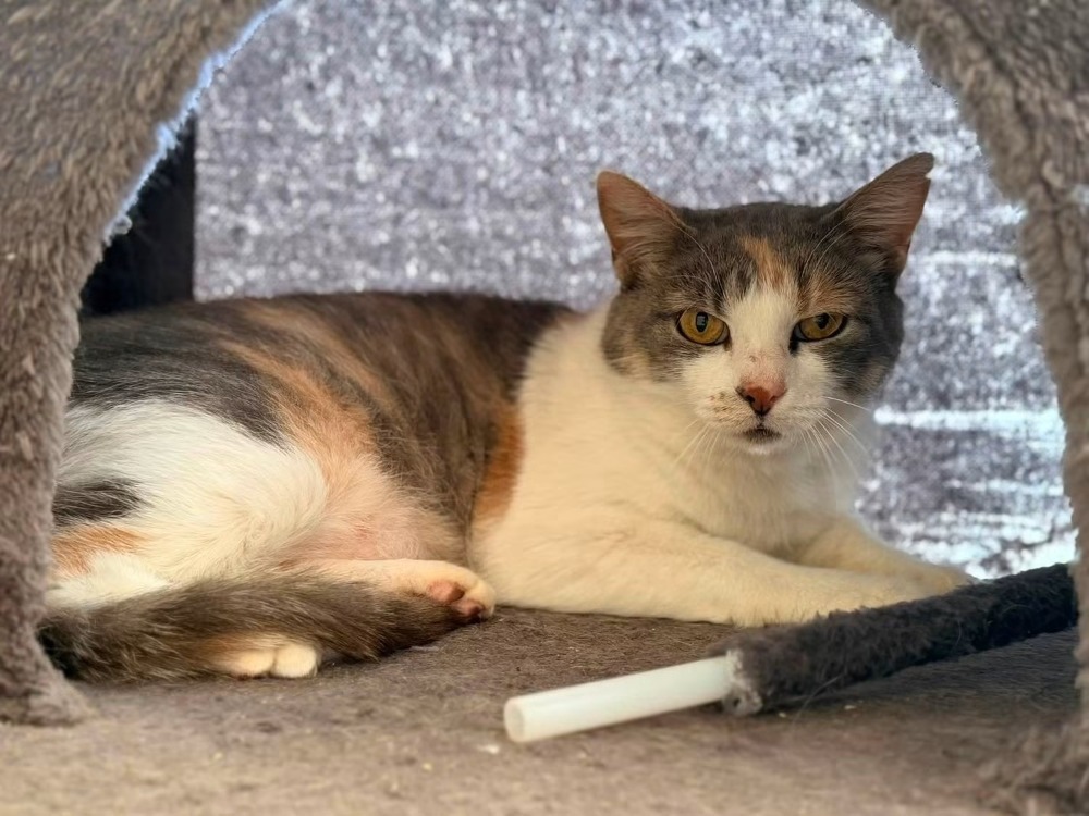 DELILAH (CHAT SAUVAGE)