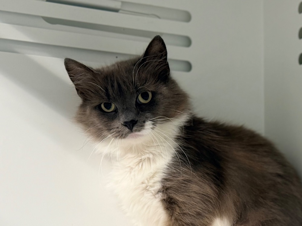 TAHIRI (FIV+)