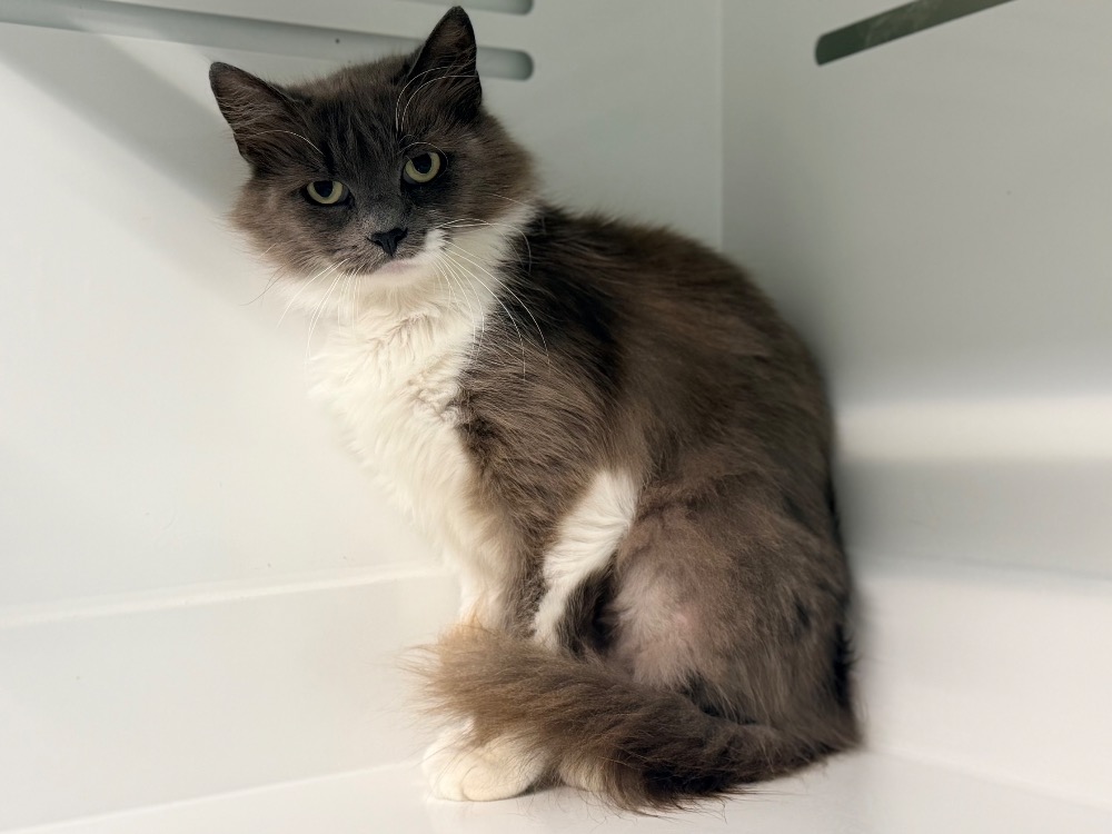TAHIRI (FIV+)