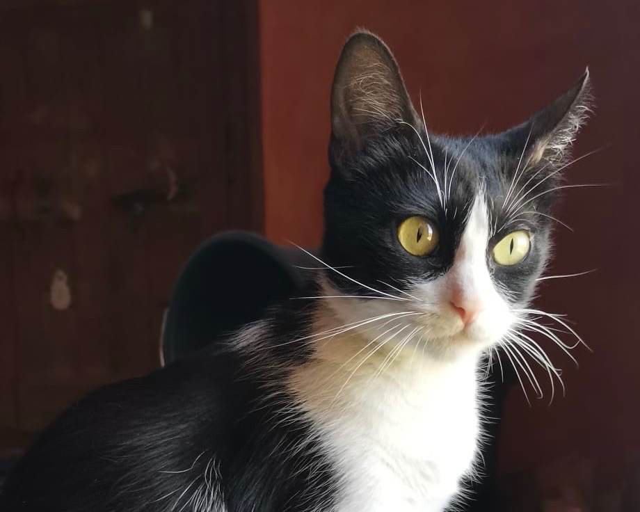 CHATOUNE