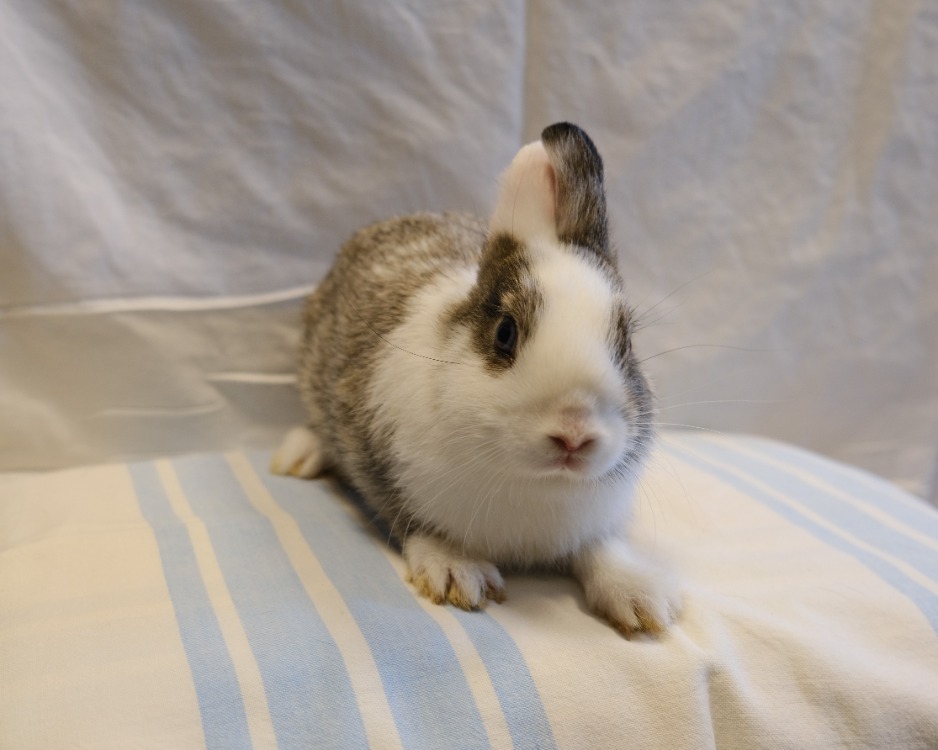 OREO