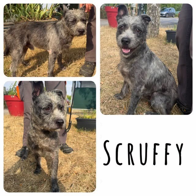 SCRUFFY
