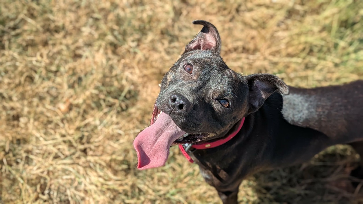 PAKO