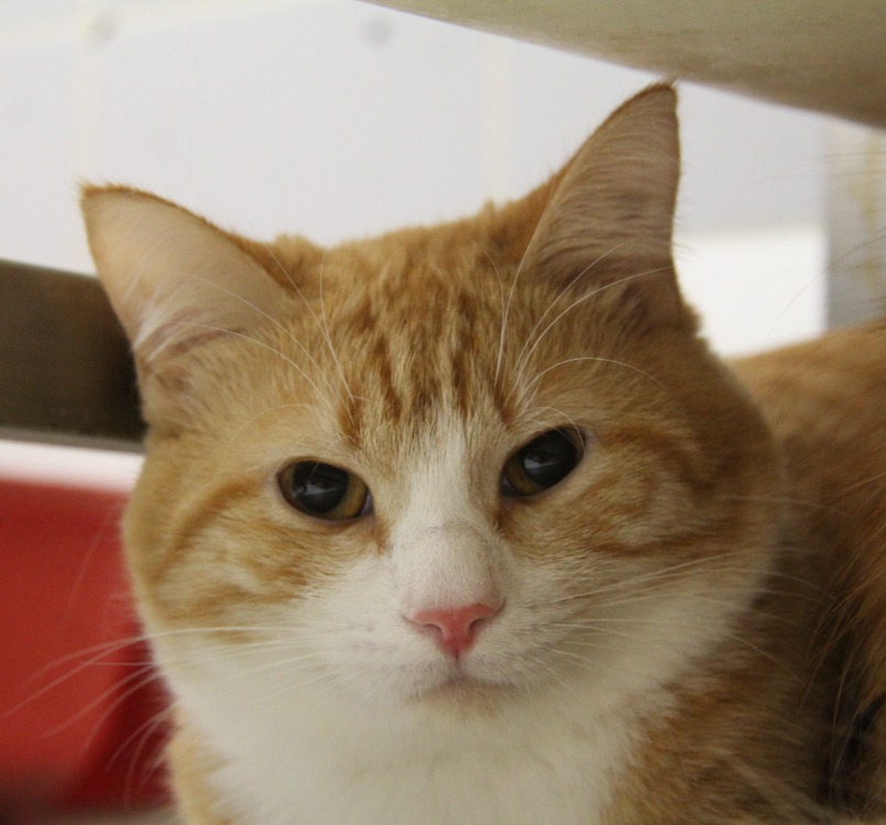 ABRICOT