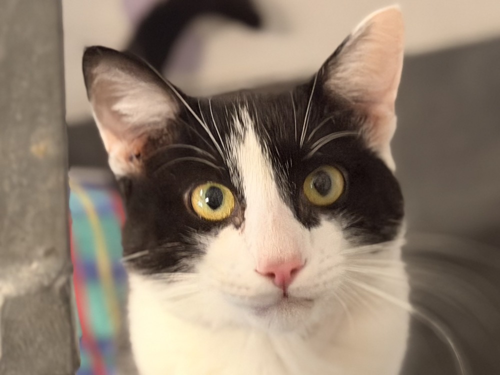 MIAOUJITO