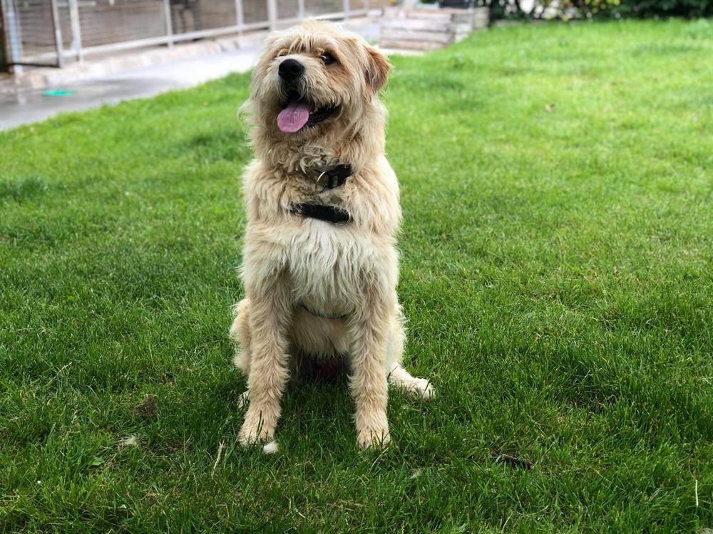 OSCAR