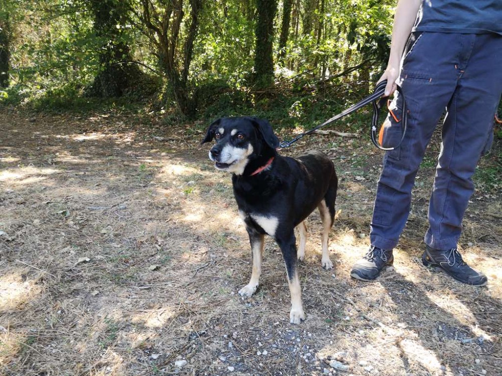 naya