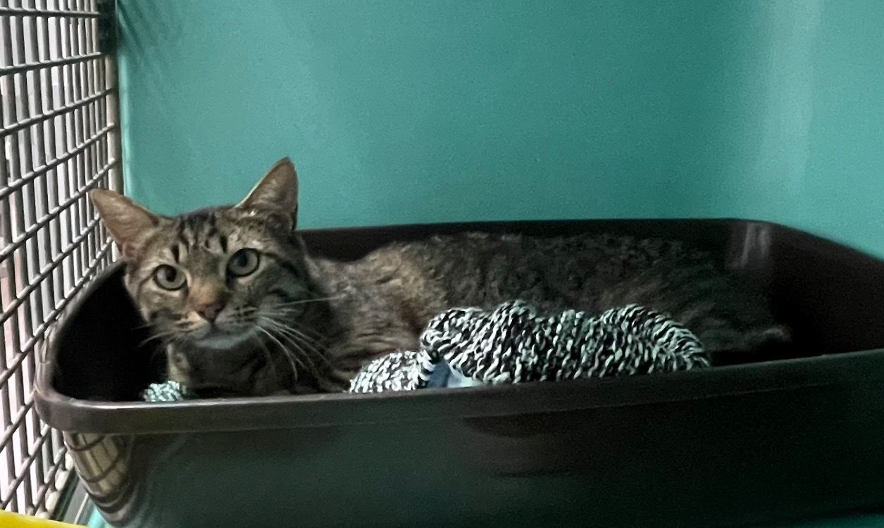 Calypso