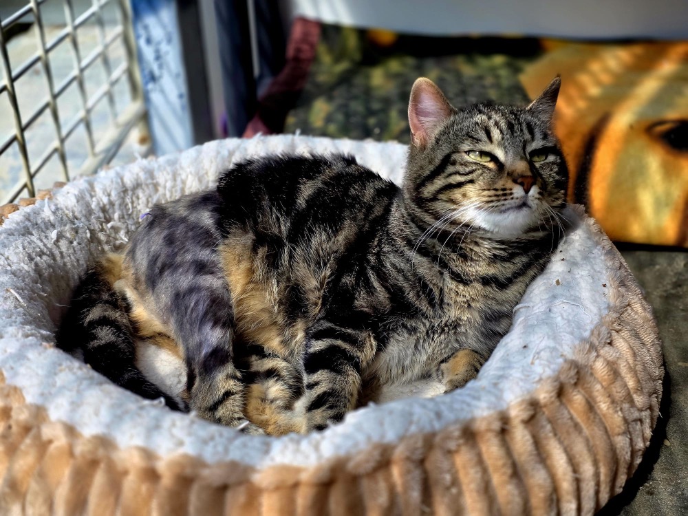 Bidibulle