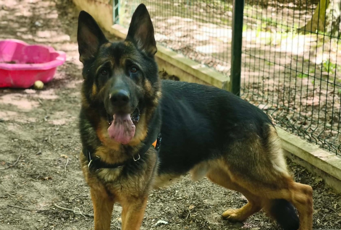TYSON