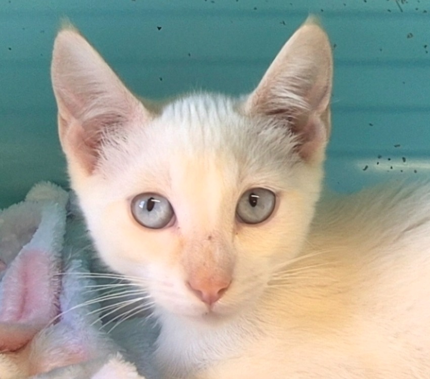 RAMSES