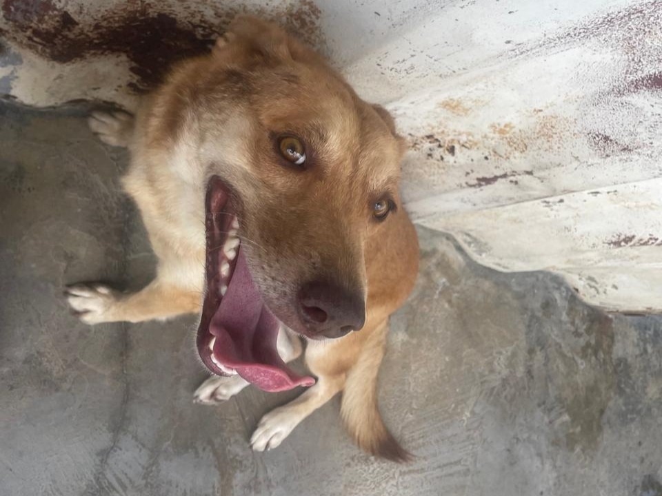TACHA