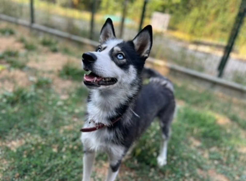 TINA