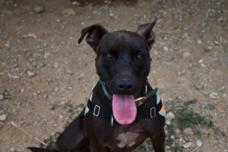 koda