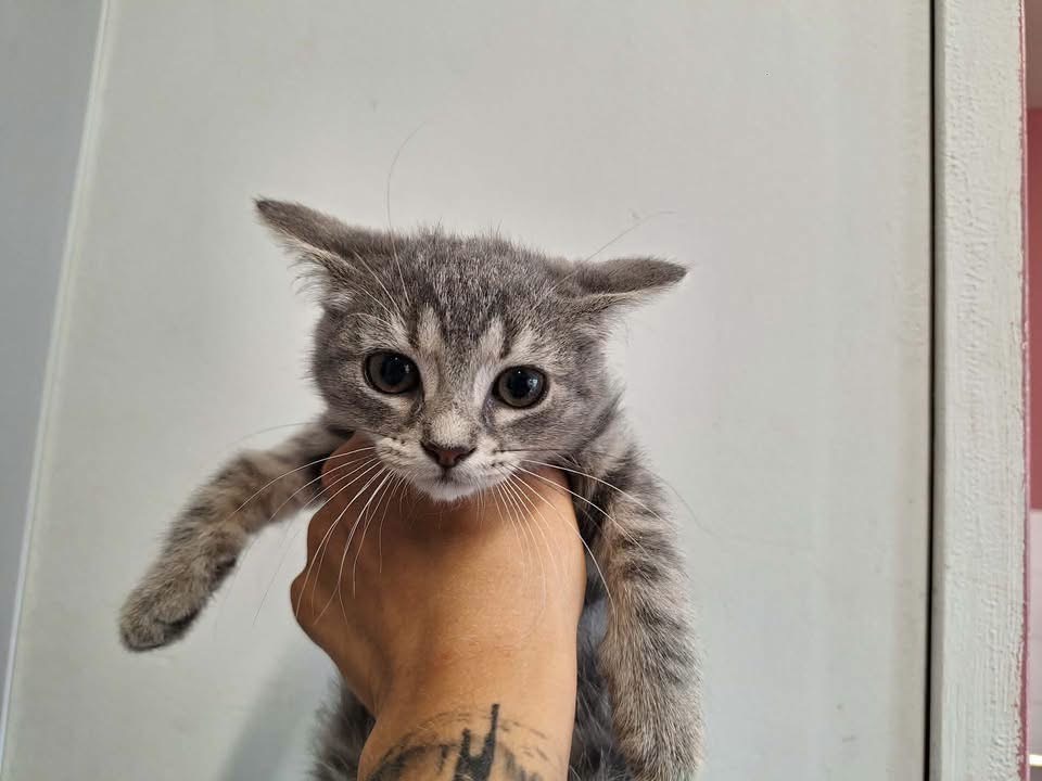SHENZI