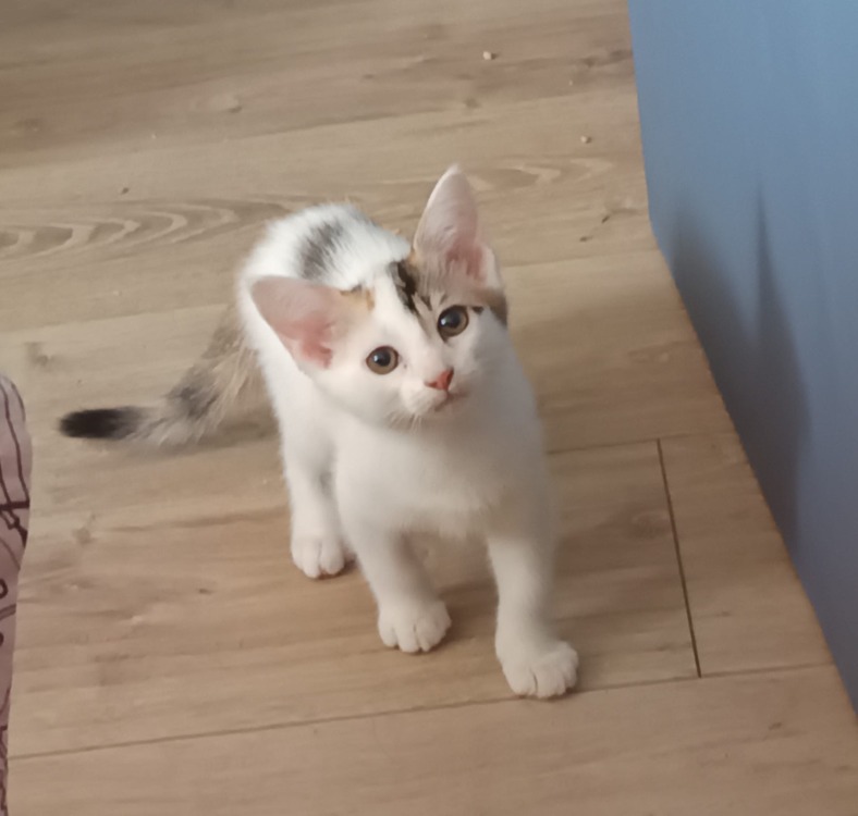 JASMINE (réservée)