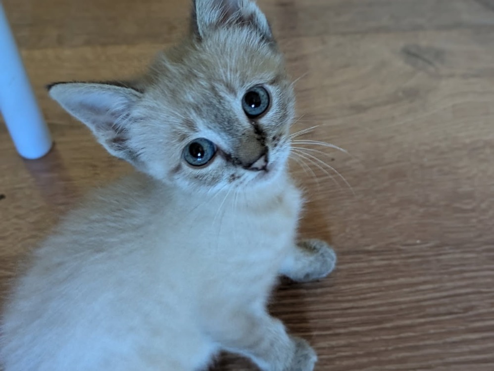 Nimbus dit Alpha