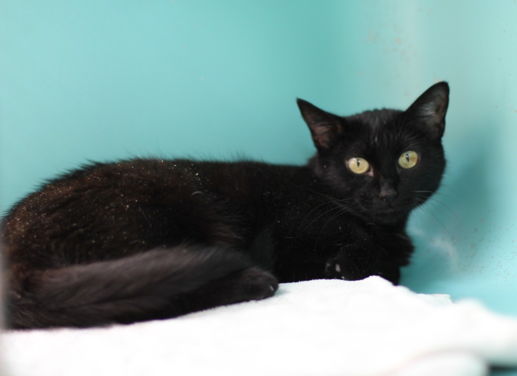 BAGHEERA
