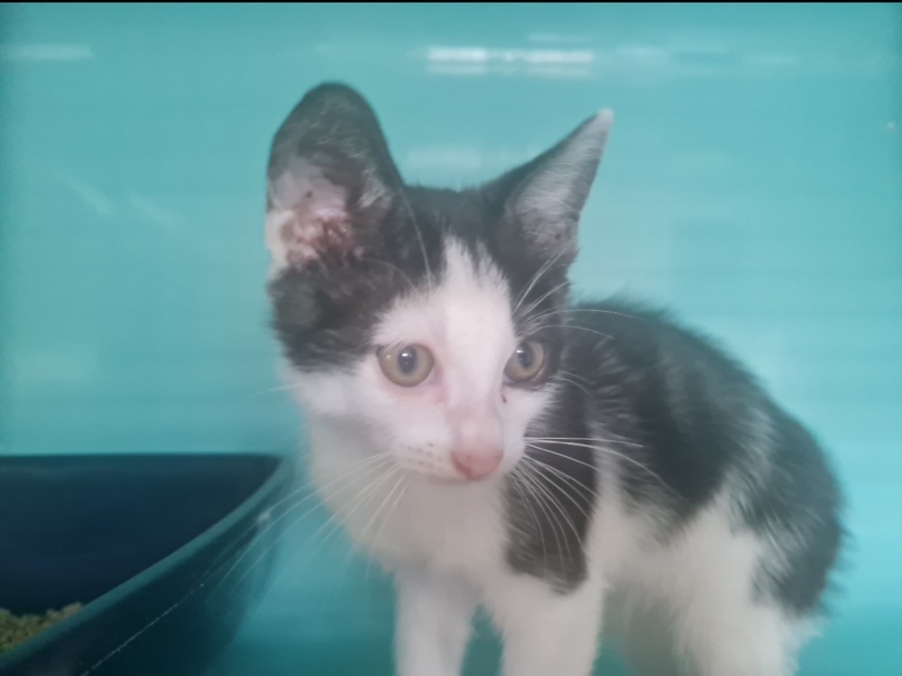 SCRATCH (en cours d'adoption)
