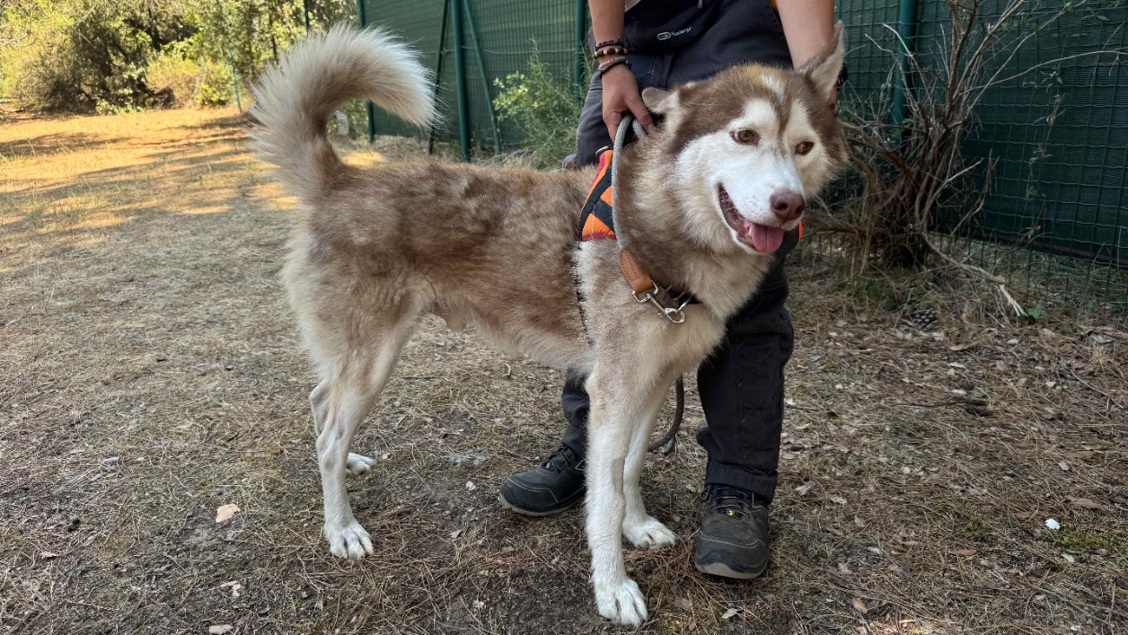 Rocco (en cours d'adoption)