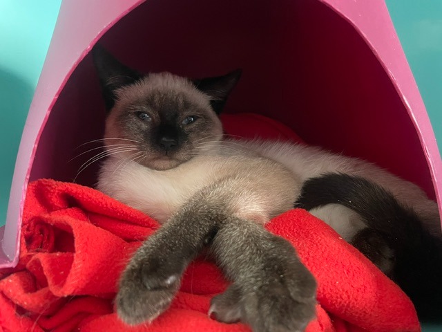 BABOUCHE