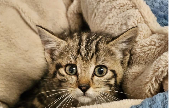 Ti' BISCUIT