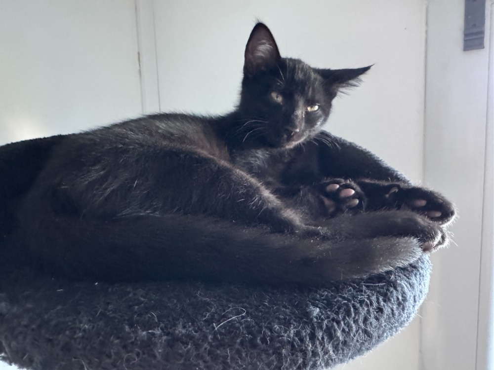 ZORRO