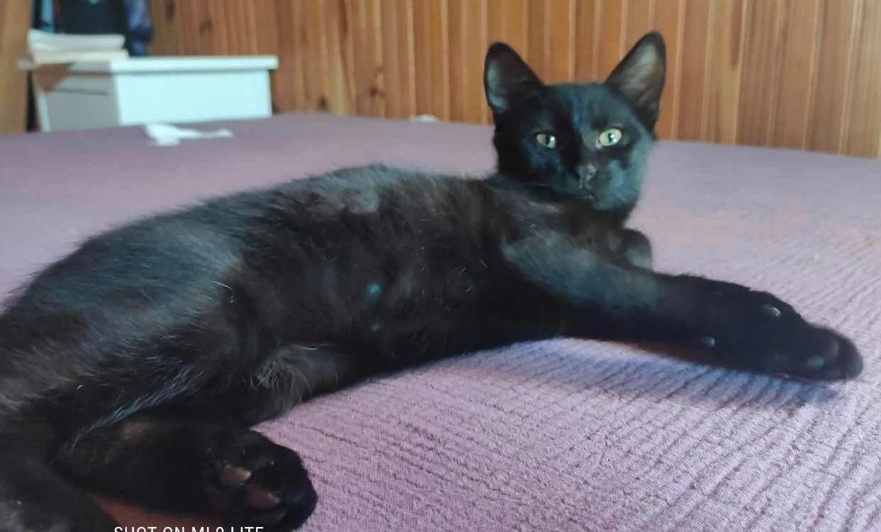 ONYX