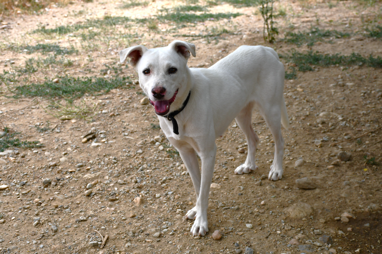 ANORA