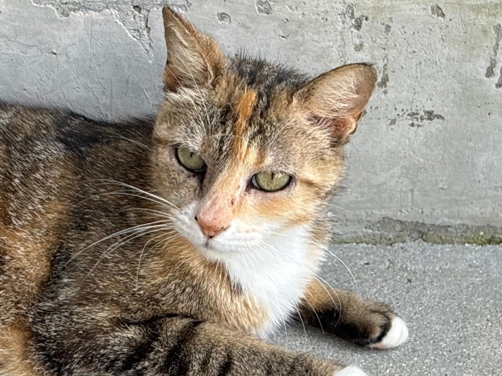 PITA