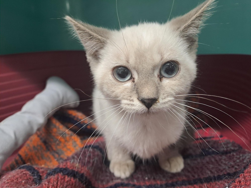 Tofu