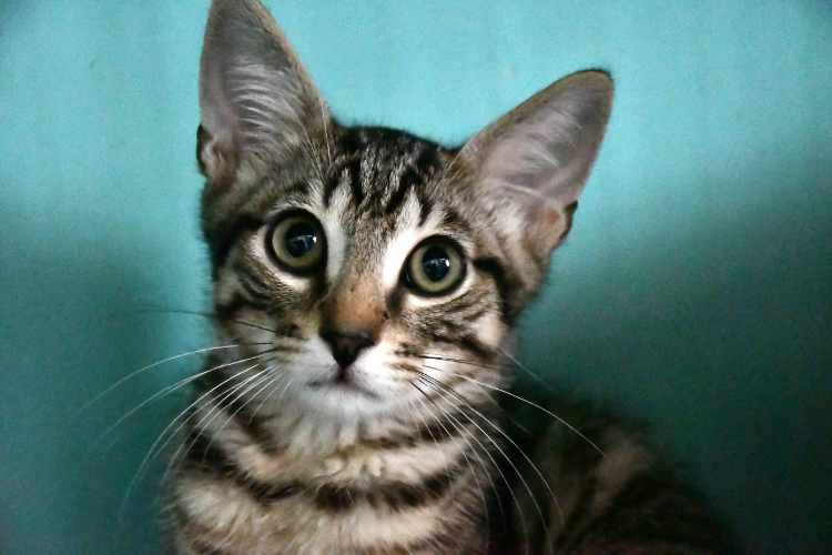 Oggy