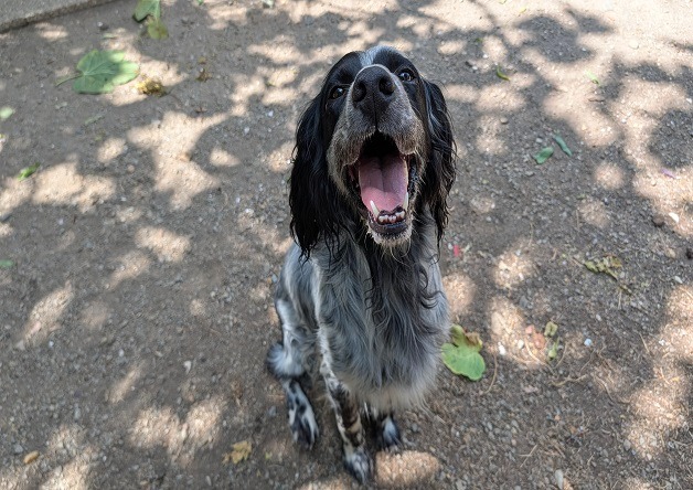SIRIUS