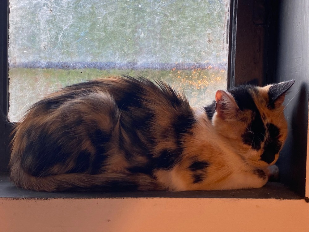 Bellatrix