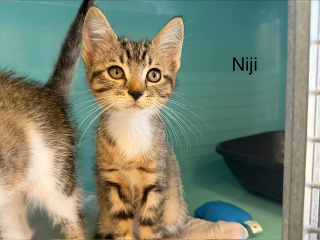 Niji