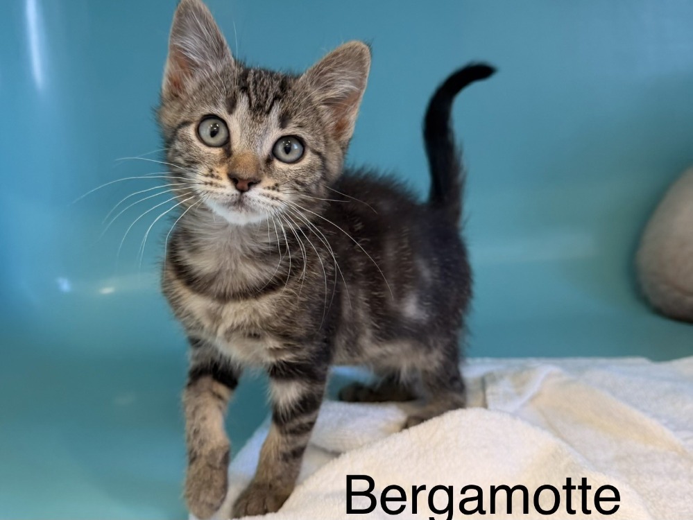 Bergamotte