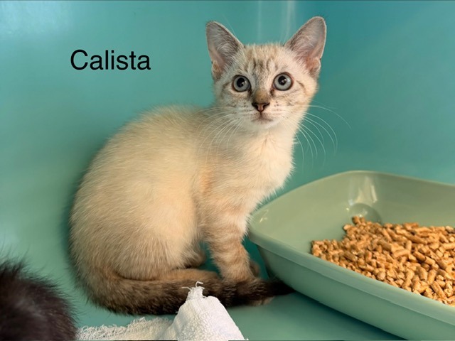 Calista