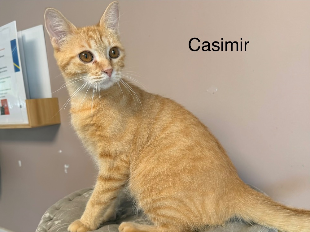 CASIMIR