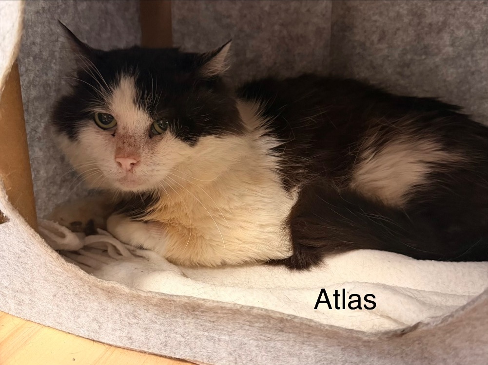 Atlas