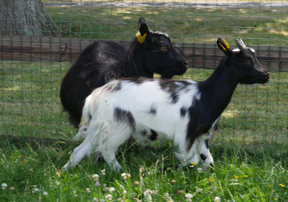 COW