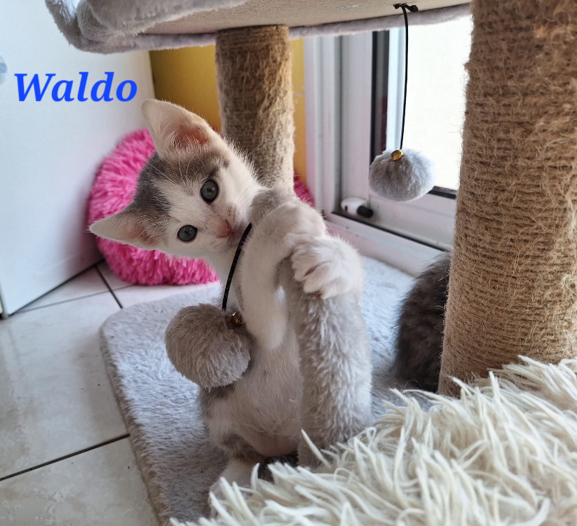 WALDO
