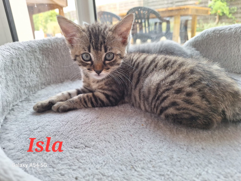 ISLA