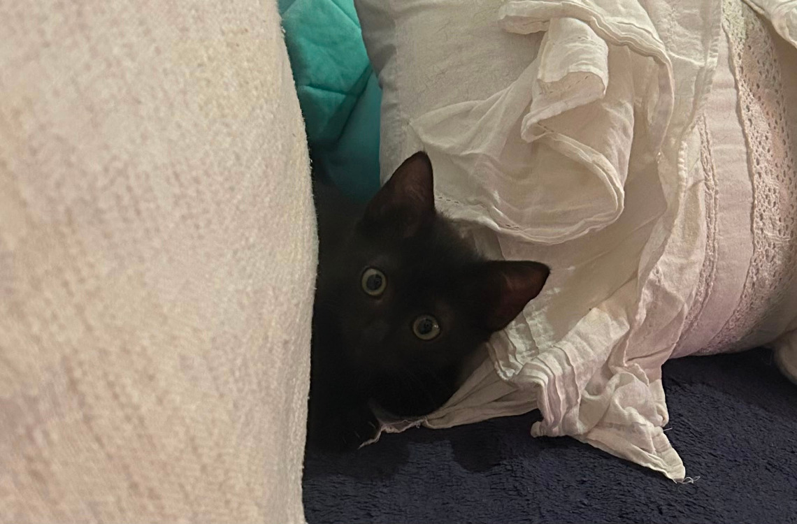 BELLA