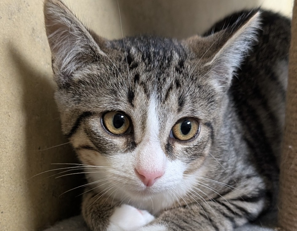 TOM