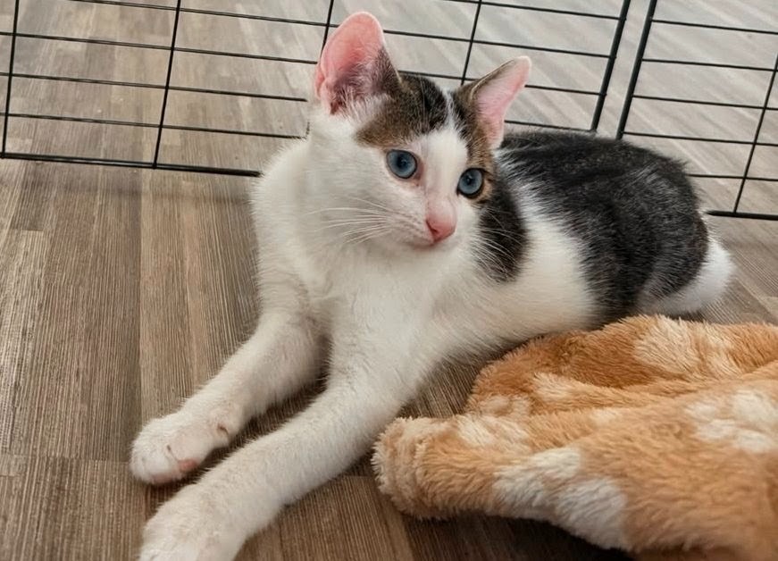 Alonzo [Chaton]
