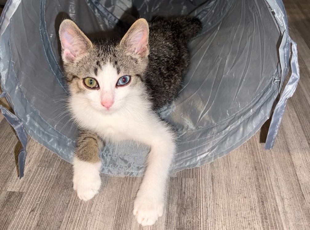 Oggy [Chaton]